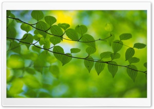 Branch With Green Leaves 19 Ultra HD Wallpaper for 4K UHD Widescreen desktop, tablet & smartphone