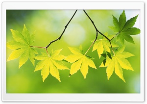 Branch With Green Leaves 23 Ultra HD Wallpaper for 4K UHD Widescreen desktop, tablet & smartphone
