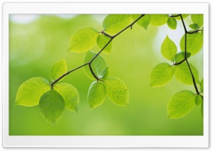 Branch With Green Leaves 26 Ultra HD Wallpaper for 4K UHD Widescreen desktop, tablet & smartphone