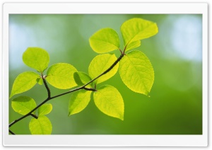 Branch With Green Leaves 27 Ultra HD Wallpaper for 4K UHD Widescreen desktop, tablet & smartphone
