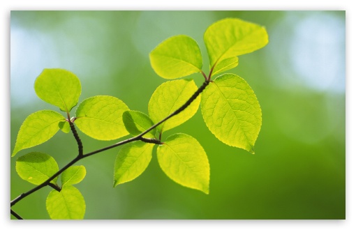 Branch With Green Leaves 27 UltraHD Wallpaper for Wide 16:10 5:3 Widescreen WHXGA WQXGA WUXGA WXGA WGA ; 8K UHD TV 16:9 Ultra High Definition 2160p 1440p 1080p 900p 720p ; Standard 4:3 5:4 3:2 Fullscreen UXGA XGA SVGA QSXGA SXGA DVGA HVGA HQVGA ( Apple PowerBook G4 iPhone 4 3G 3GS iPod Touch ) ; Tablet 1:1 ; iPad 1/2/Mini ; Mobile 4:3 5:3 3:2 16:9 5:4 - UXGA XGA SVGA WGA DVGA HVGA HQVGA ( Apple PowerBook G4 iPhone 4 3G 3GS iPod Touch ) 2160p 1440p 1080p 900p 720p QSXGA SXGA ; Dual 5:4 QSXGA SXGA ;