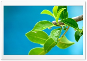 Branch With Green Leaves 3 Ultra HD Wallpaper for 4K UHD Widescreen desktop, tablet & smartphone