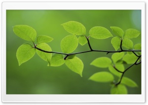 Branch With Green Leaves 30 Ultra HD Wallpaper for 4K UHD Widescreen desktop, tablet & smartphone