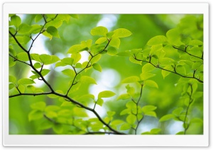 Branch With Green Leaves 32 Ultra HD Wallpaper for 4K UHD Widescreen desktop, tablet & smartphone