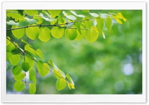 Branch With Green Leaves 34 Ultra HD Wallpaper for 4K UHD Widescreen desktop, tablet & smartphone