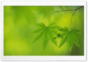 Branch With Green Leaves 36 Ultra HD Wallpaper for 4K UHD Widescreen desktop, tablet & smartphone