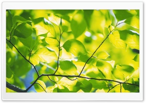 Branch With Green Leaves 4 Ultra HD Wallpaper for 4K UHD Widescreen desktop, tablet & smartphone