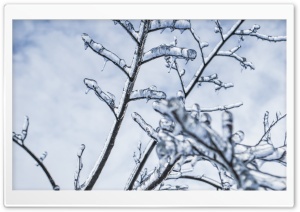 Branches Engulfed In Ice Ultra HD Wallpaper for 4K UHD Widescreen desktop, tablet & smartphone