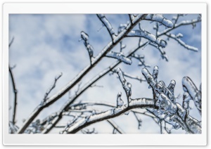 Branches Engulfed In Ice 2 Ultra HD Wallpaper for 4K UHD Widescreen desktop, tablet & smartphone