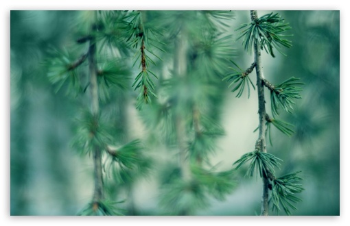 Branches Green Needles Bokeh UltraHD Wallpaper for Widescreen 16:10 ;