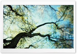 Branches Spring Ultra HD Wallpaper for 4K UHD Widescreen desktop, tablet & smartphone