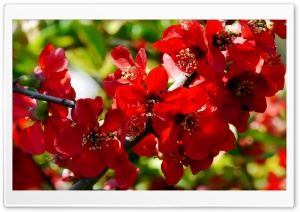 Branches with Red Flowers Ultra HD Wallpaper for 4K UHD Widescreen desktop, tablet & smartphone