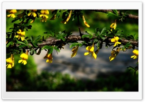 Branches With Yellow Flowers Ultra HD Wallpaper for 4K UHD Widescreen desktop, tablet & smartphone