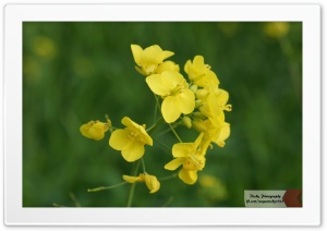 Brassica Flower Ultra HD Wallpaper for 4K UHD Widescreen desktop, tablet & smartphone