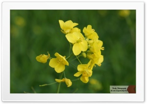 Brassica Flower Ultra HD Wallpaper for 4K UHD Widescreen Desktop, Lockscreen, Screensaver, TV, Tablet, Smartphone