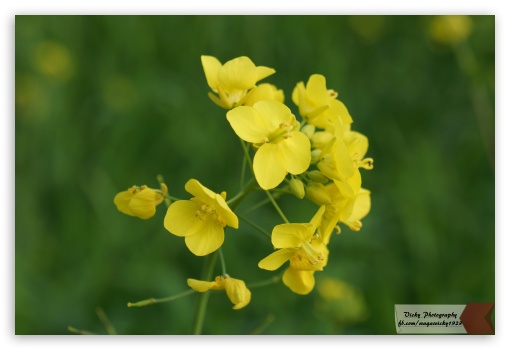 Brassica Flower UltraHD Wallpaper for Fullscreen 3:2 ;