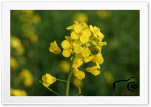 Brassica Flower Ultra HD Wallpaper for 4K UHD Widescreen Desktop, Lockscreen, Screensaver, TV, Tablet, Smartphone