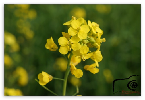 Brassica Flower UltraHD Wallpaper for Fullscreen 3:2 ;