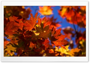 Bright Autumn Leaves Ultra HD Wallpaper for 4K UHD Widescreen desktop, tablet & smartphone