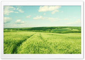 Bright Green Field Ultra HD Wallpaper for 4K UHD Widescreen desktop, tablet & smartphone