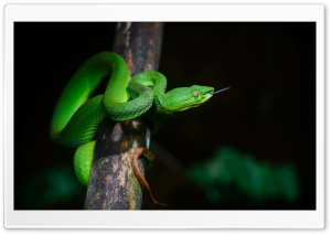 Bright Green Pit Viper Snake Ultra HD Wallpaper for 4K UHD Widescreen desktop, tablet & smartphone