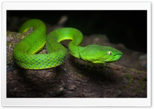 Bright Green Vogel s Pit Viper Venomous Snake Close up Ultra HD Wallpaper for 4K UHD Widescreen desktop, tablet & smartphone