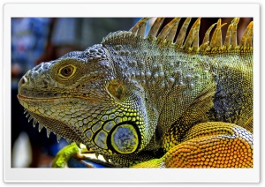 Bright Iguana 4K UHD Wallpaper for Widescreen and UltraWide Desktop, UltraHD TV, Smartphone, Tablet