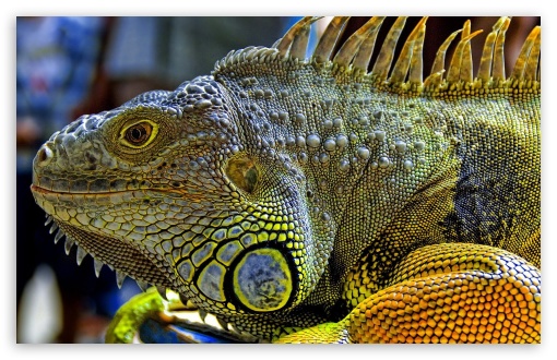 Bright Iguana UltraHD Wallpaper for HD 16:9 ; Widescreen 16:10 5:3 ; Fullscreen 3:2 ;