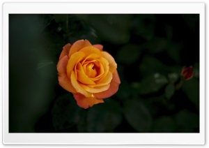 Bright Orange Souvenir d'Anne Frank Rose 4K UHD Wallpaper for Widescreen and UltraWide Desktop, UltraHD TV, Smartphone, Tablet