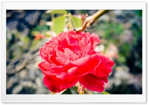 Bright Rose Ultra HD Wallpaper for 4K UHD Widescreen desktop, tablet & smartphone