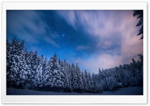 Bright Stars Above The Frosty Trees Ultra HD Wallpaper for 4K UHD Widescreen Desktop, Lockscreen, Screensaver, TV, Tablet, Smartphone