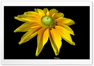Bright Yellow Flower Ultra HD Wallpaper for 4K UHD Widescreen desktop, tablet & smartphone