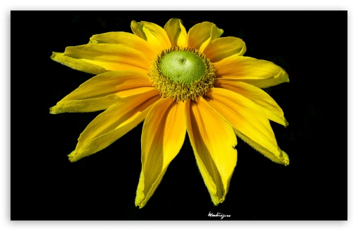 Bright Yellow Flower UltraHD Wallpaper for UHD 16:9 ; HD 16:9 ; Widescreen 16:10 5:3 ; Fullscreen 4:3 5:4 3:2 ; Tablet 1:1 ; Mobile 3:5 3:4 ;