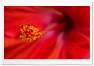 Brilliant Hibiscus Ultra HD Wallpaper for 4K UHD Widescreen desktop, tablet & smartphone