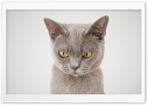 British Shorthair Cat Ultra HD Wallpaper for 4K UHD Widescreen desktop, tablet & smartphone