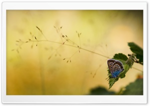 Brown and Blue Butterfly Ultra HD Wallpaper for 4K UHD Widescreen desktop, tablet & smartphone
