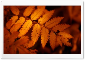 Brown Autumn Leaf 3 Ultra HD Wallpaper for 4K UHD Widescreen desktop, tablet & smartphone