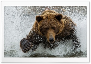 Brown Bear In The River Ultra HD Wallpaper for 4K UHD Widescreen desktop, tablet & smartphone