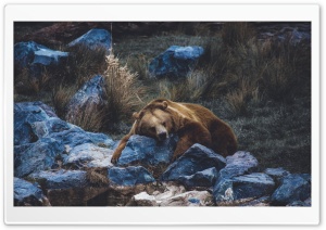 Brown Bear resting on a Rock Ultra HD Wallpaper for 4K UHD Widescreen desktop, tablet & smartphone