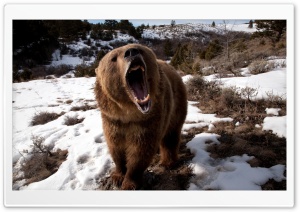 Brown Bear Roaring Ultra HD Wallpaper for 4K UHD Widescreen desktop, tablet & smartphone