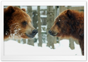 Brown Bears Couple Ultra HD Wallpaper for 4K UHD Widescreen desktop, tablet & smartphone
