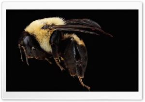 Brown-belted Bumblebee, Bombus Griscocolis, Macro, Black Background 4K UHD Wallpaper for Widescreen and UltraWide Desktop, UltraHD TV, Smartphone, Tablet