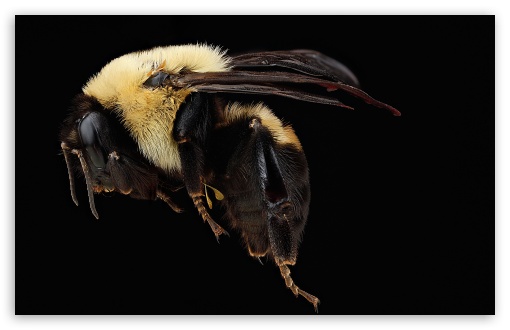 Brown-belted Bumblebee, Bombus Griscocolis, Macro, Black Background UltraHD Wallpaper for UHD 16:9 ; HD 16:9 ; Widescreen 16:10 5:3 ; Fullscreen 4:3 5:4 3:2 ; Tablet 1:1 ;
