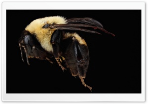 Brown Belted Bumblebee Queen Ultra HD Wallpaper for 4K UHD Widescreen desktop, tablet & smartphone