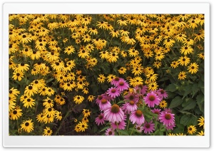 Brown Eyed Susans And Purple Cone Flowers 4K UHD Wallpaper for Widescreen and UltraWide Desktop, UltraHD TV, Smartphone, Tablet