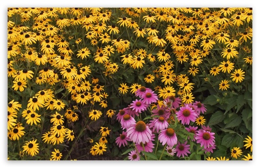 Brown Eyed Susans And Purple Cone Flowers UltraHD Wallpaper for HD 16:9 ; Widescreen 16:10 5:3 ; Fullscreen 4:3 5:4 3:2 ; Tablet 1:1 ; Mobile 3:5 3:4 ;