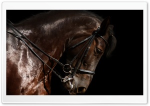 Brown Horse Head Ultra HD Wallpaper for 4K UHD Widescreen desktop, tablet & smartphone