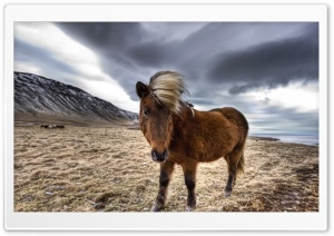 Brown Horse In Iceland Ultra HD Wallpaper for 4K UHD Widescreen desktop, tablet & smartphone