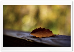 Brown Leaf Mcaro Ultra HD Wallpaper for 4K UHD Widescreen desktop, tablet & smartphone