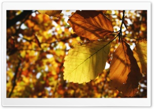 Brown Leaves Ultra HD Wallpaper for 4K UHD Widescreen desktop, tablet & smartphone